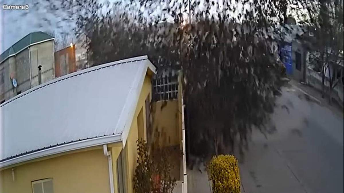 a screengrab of the moment the birds fell from the sky