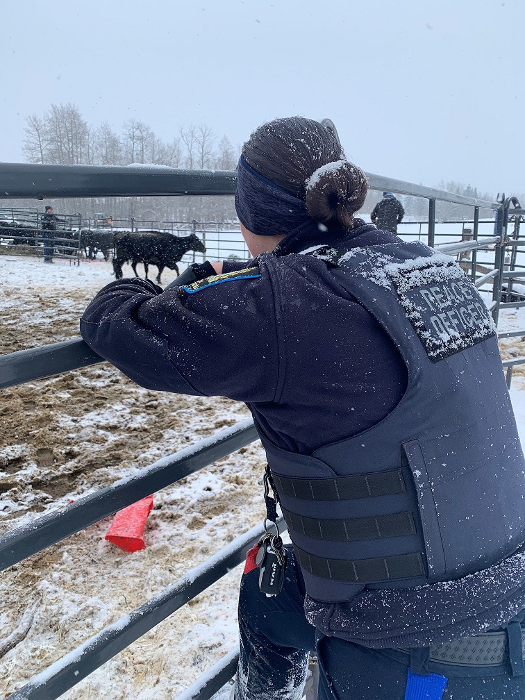 Alberta SPCA rescue horses near Edmonton December 2021