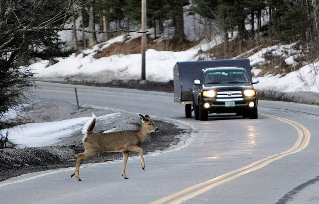 A deer runs across the road in Pittsburg, N.H., on March 4, 2010.  