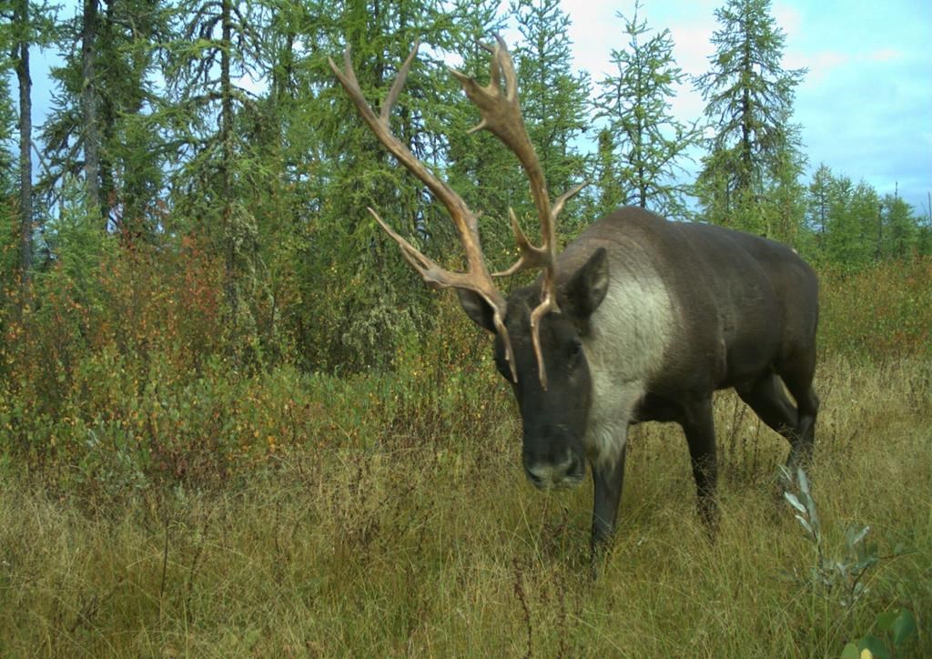 A caribou moves through the Algar region of northeastern Alberta in a September 2017 handout photo. THE CANADIAN PRESS/HO-University of British Columbia, Cole Burton, *MANDATORY CREDIT*