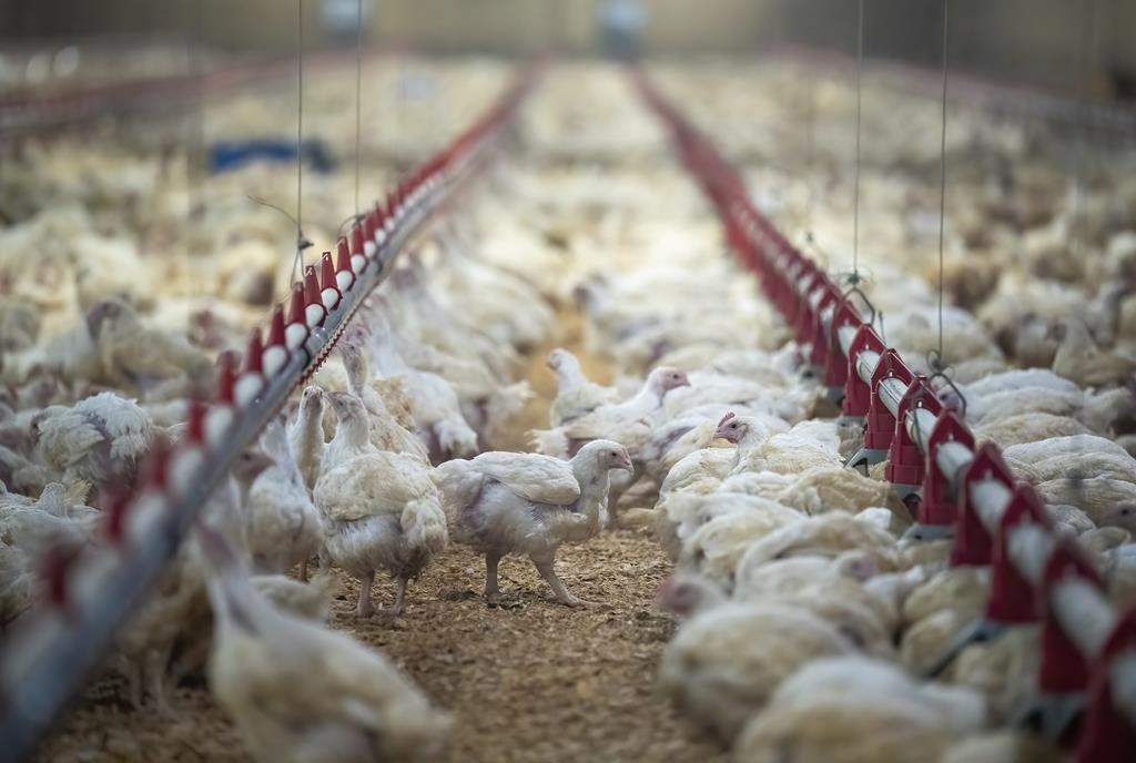 Chickens are seen at a chicken farm that was flooded but now getting back up and running in Abbotsford, B.C., Friday, Dec. 10, 2021. 