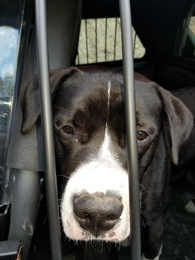 A photo of a dog that was found wandering in the general vicinity of a burned-out vehicle near Chase, B.C.