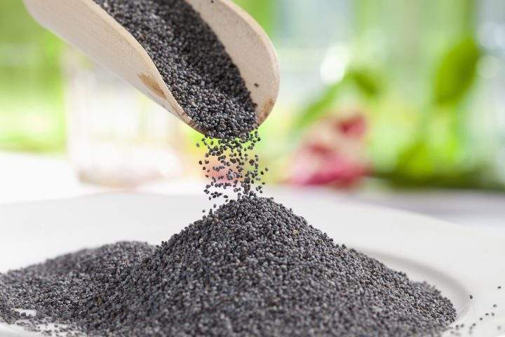 Blue poppy seeds, pouring from wooden shovel.