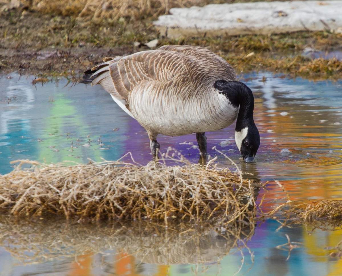 canada goose