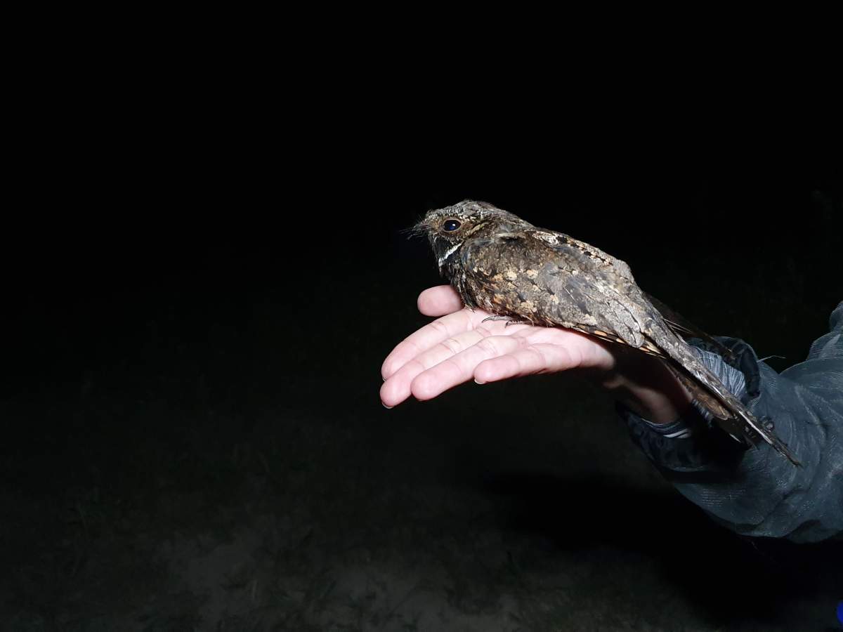 The whip-poor-will is a brown bird slightly smaller than a robin.