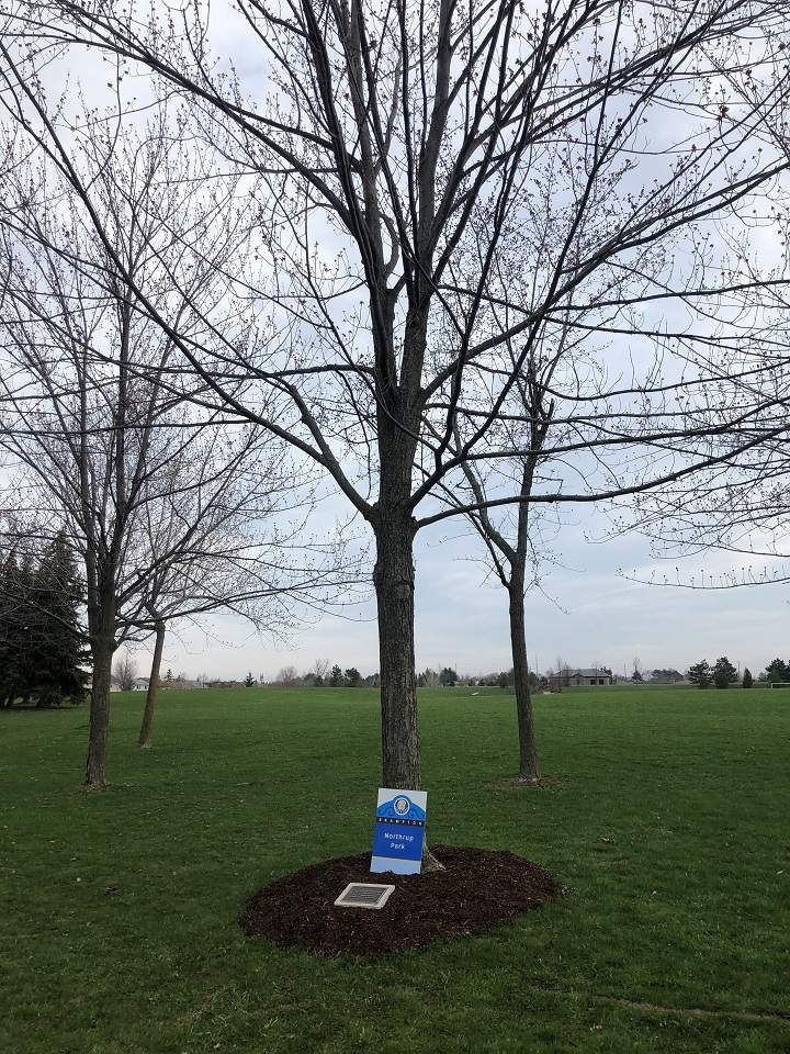 Plaque and tree in memory of Toronto police officer Jeffrey Northrup.