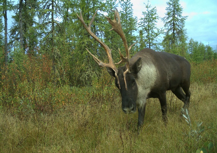 A caribou moves through the Algar region of northeastern Alberta in September 2017 in a handout photo. Quebec Premier François Legault says an ultimatum from federal Environment Minister Steven Guilbeault on caribou protection is interference in an area of provincial jurisdiction.