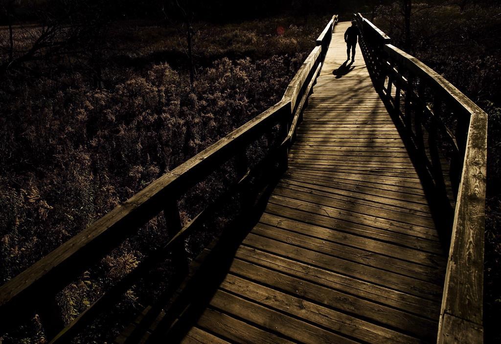 A person is silhouetted as they walk across a bridge at the Rattray Marsh in Mississauga, Ont., Thursday, Nov. 10, 2016. Marshes edged by tall grasses and wildflowers that are home to birds, crabs, tiny fish and other wildlife are more effective than young coastal forests at capturing and storing carbon dioxide, says a study. THE CANADIAN PRESS/Nathan Denette.