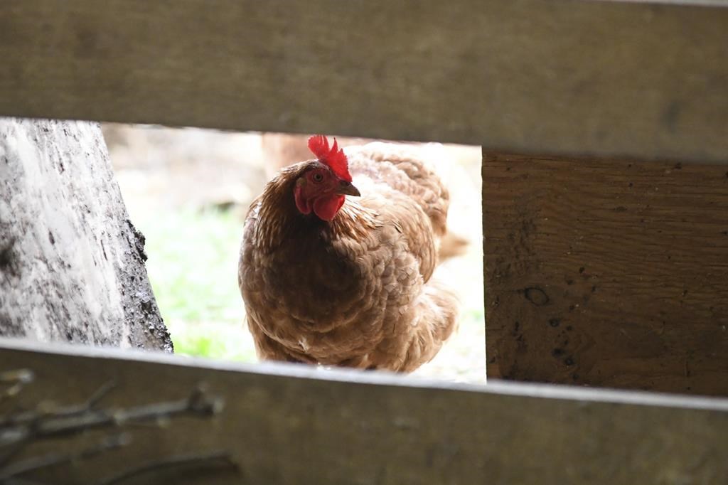 File photo. The province says the infected premises have been placed under quarantine. It also added that wild birds have also tested positive for H5 strains of avian influenza in multiple regions throughout B.C.