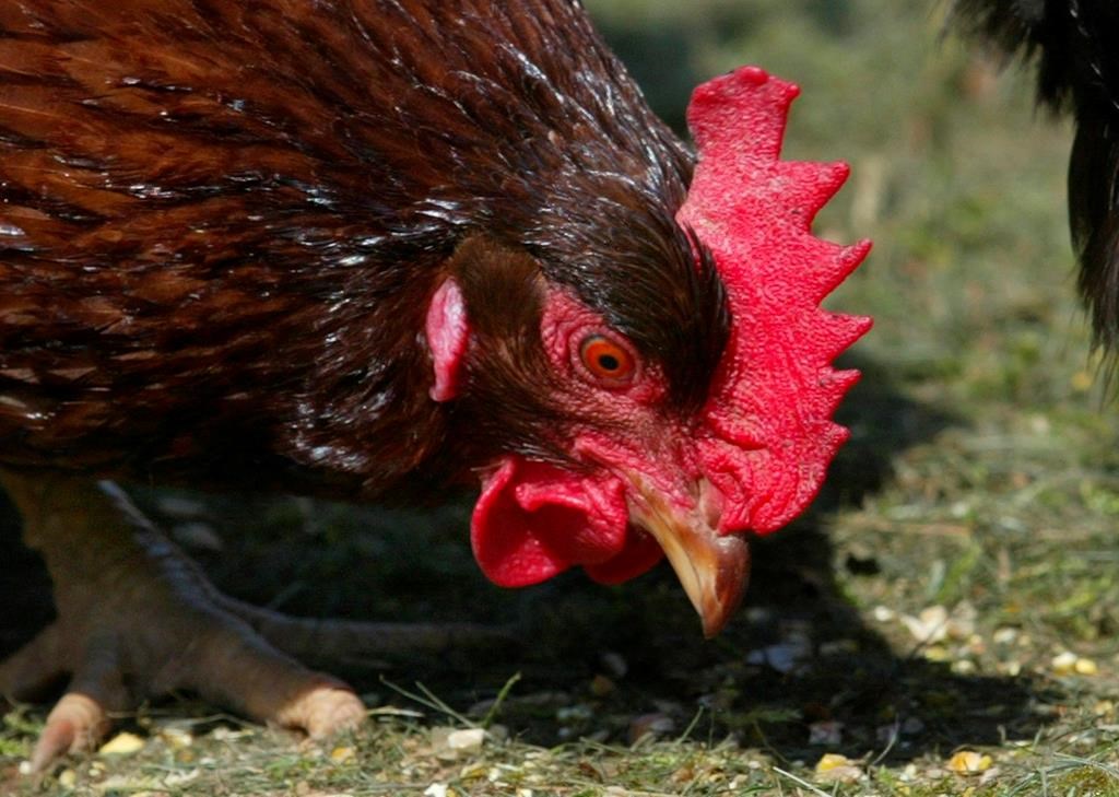 The Animal Health Control Area Order that was set to expire on Oct. 21, 2022 has been extended until Nov. 17, 2022.  