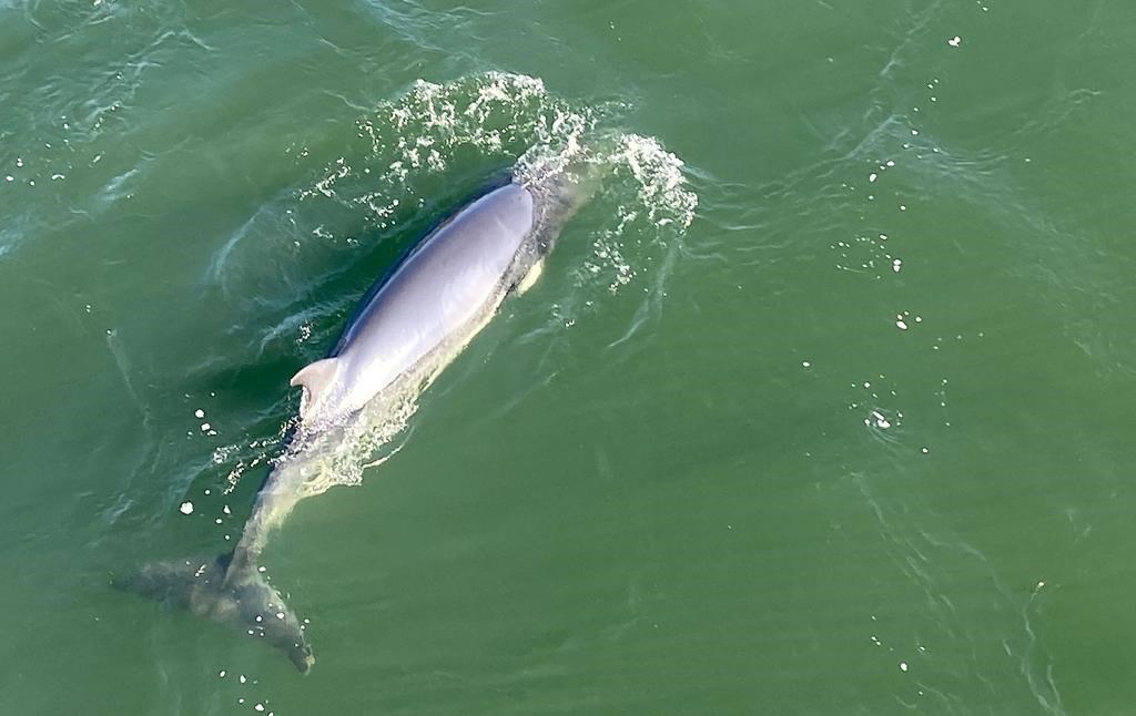 A whale is seen in the waters of the St. Lawrence River, near Montreal, Monday, May 9, 2022. A whale carcass found near Contrecoeur, southeast of Montreal, is probably one of two minke whales seen in Montreal a few weeks ago.