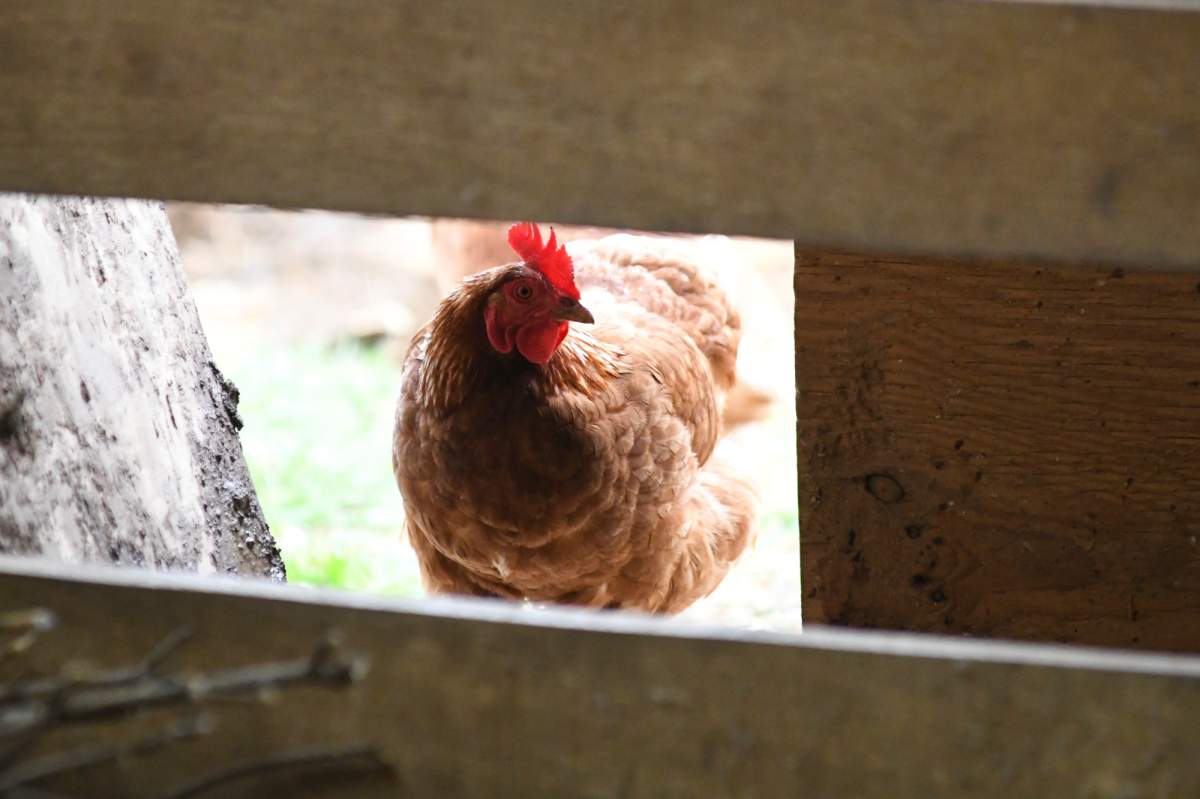 file phot of chicken