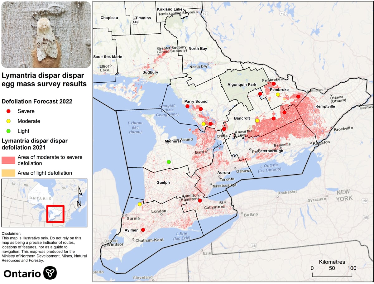 A map that displays Spongy Moth damage in 2021 (represented by shaded areas) and the defoliation forecast for 2022 (represented by dots).
