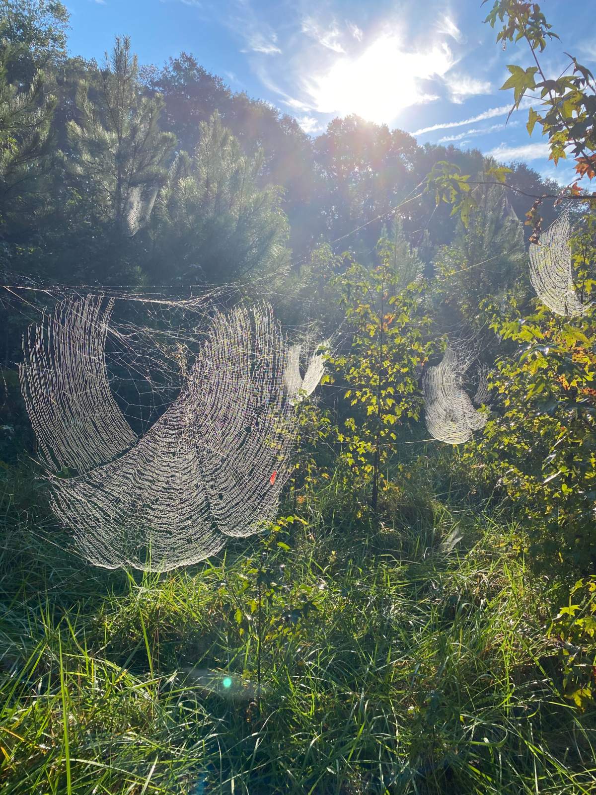 Sunlight streams through the elaborate webs made by Joro spiders.