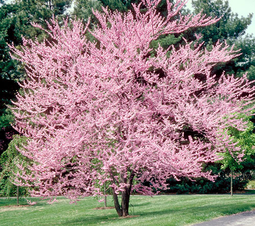 The Eastern Rosebud is one of five tree species available through Hamilton's tree giveaway this spring.