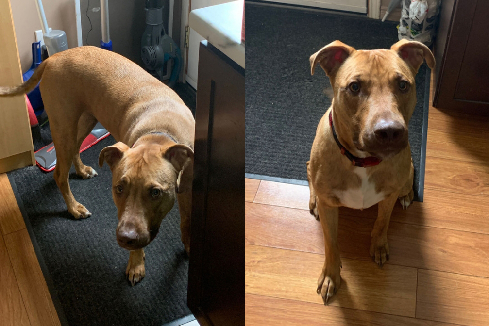 Happy ending to London Ont. dog-napping case, dog found in St. Thomas - image