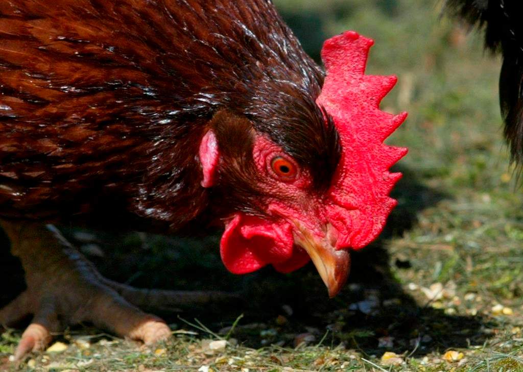 The B.C. government has announced a $5 million investment for the province's agriculture sector on Thursday.