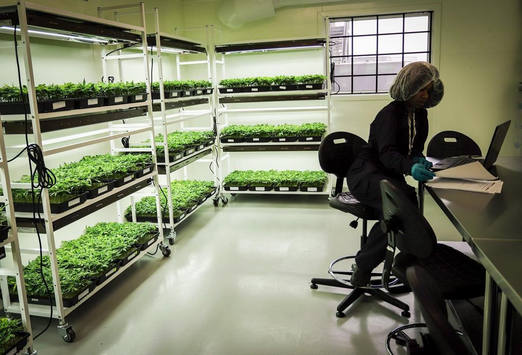 An employee monitors young marijuana in a grow room during a tour of the Sundial Growers Inc. marijuana cultivation facility in Olds, Alta., Wednesday, Oct. 10, 2018.