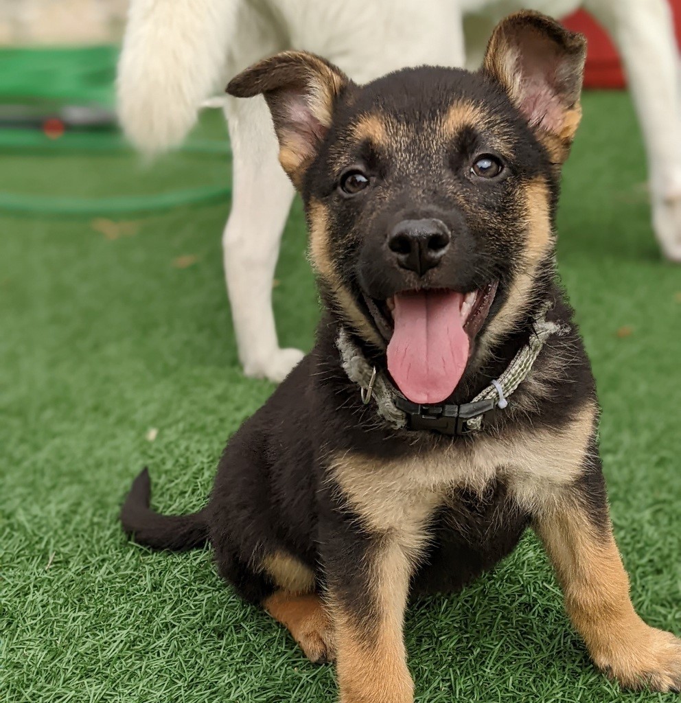 CC RezQs Regina shared recently that they are unable to take in more dogs and puppies until further notice due to a lack of fosters available to them.