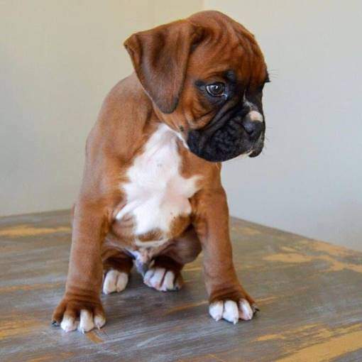 Puppy scam