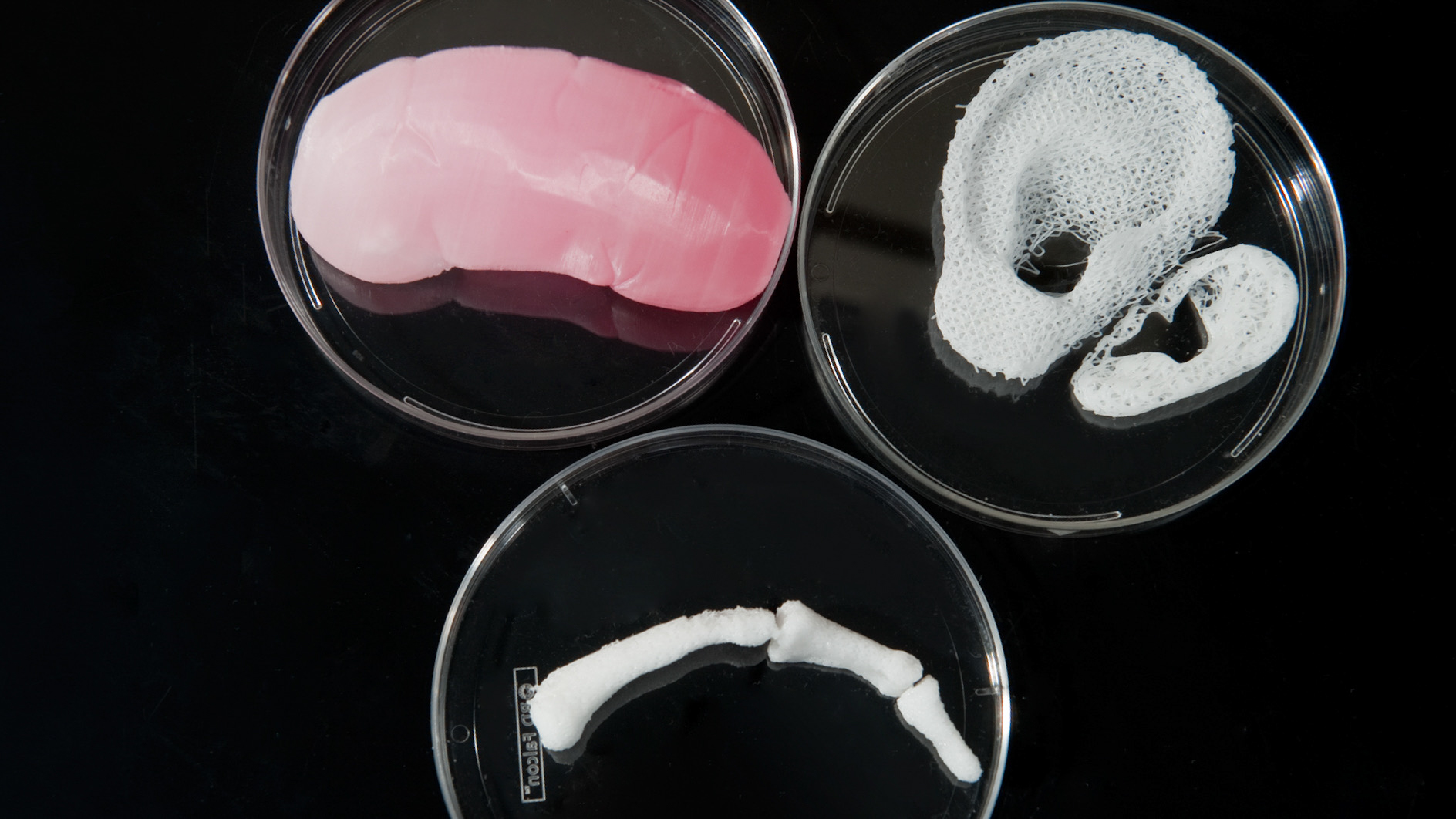 Multiple examples of 3D printed scaffolds that mimic the shape of human organs. Scaffolding like these can be seeded with living cells, and provide a home for those cells to multiply and grow.