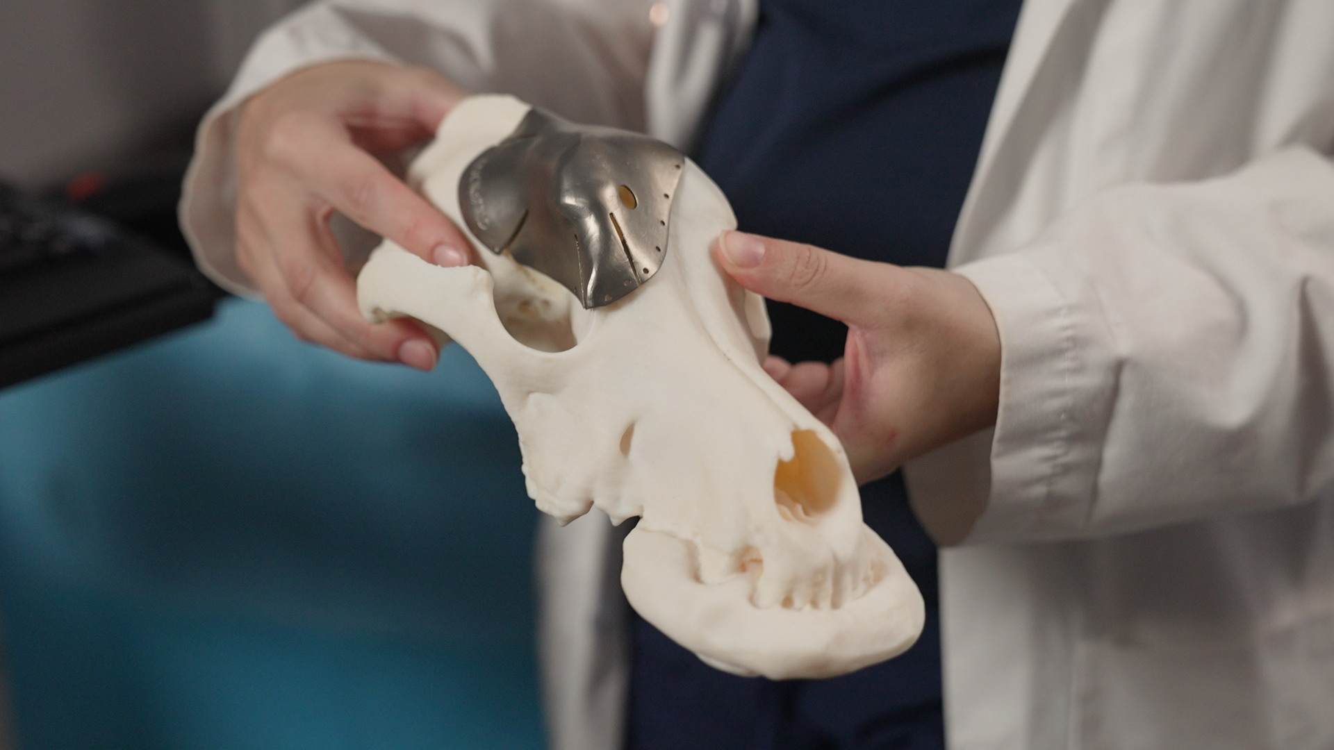 A veterinary surgeon holds a 3D printed titanium implant for a dog's skull.