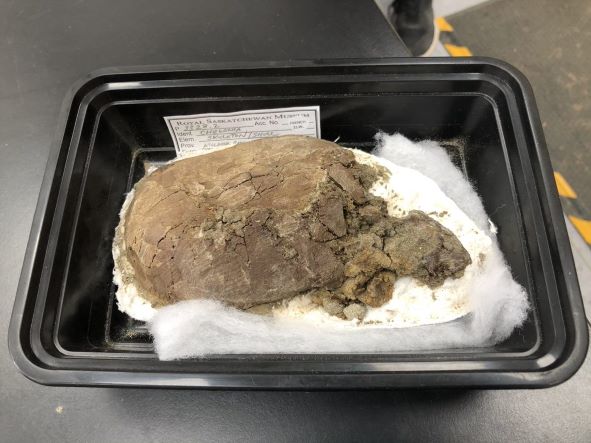 New research on a tiny turtle discovered near Grasslands National Park in 2016 has been sparking interests as the new specimen is the second of its kind studied in North America.