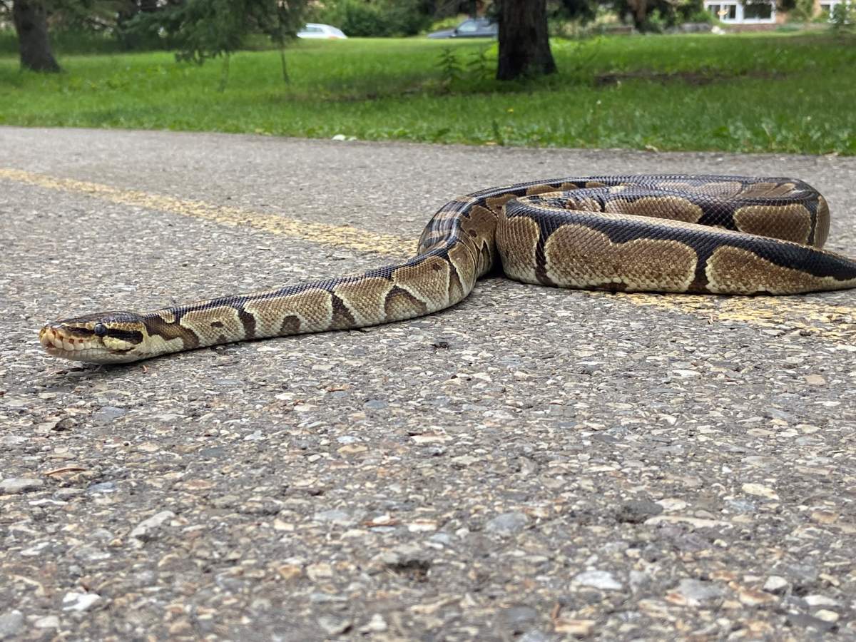 Monty the python, a pet snake in Calgary.