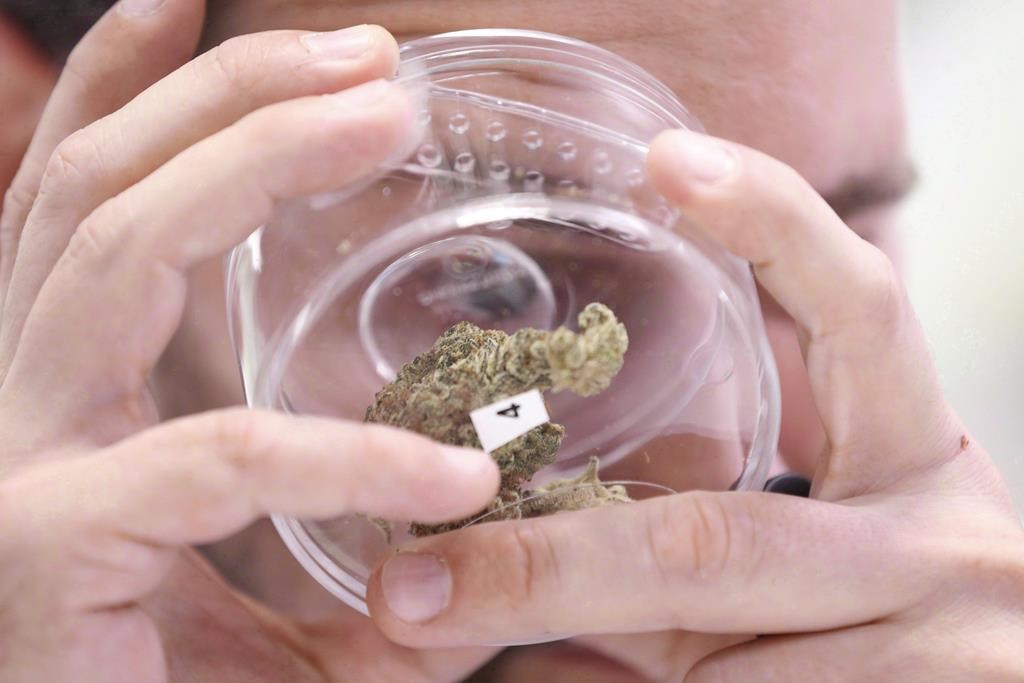 A customer checks out a sample at a cannabis store in Winnipeg on October 17, 2018. THE CANADIAN PRESS/John Woods.