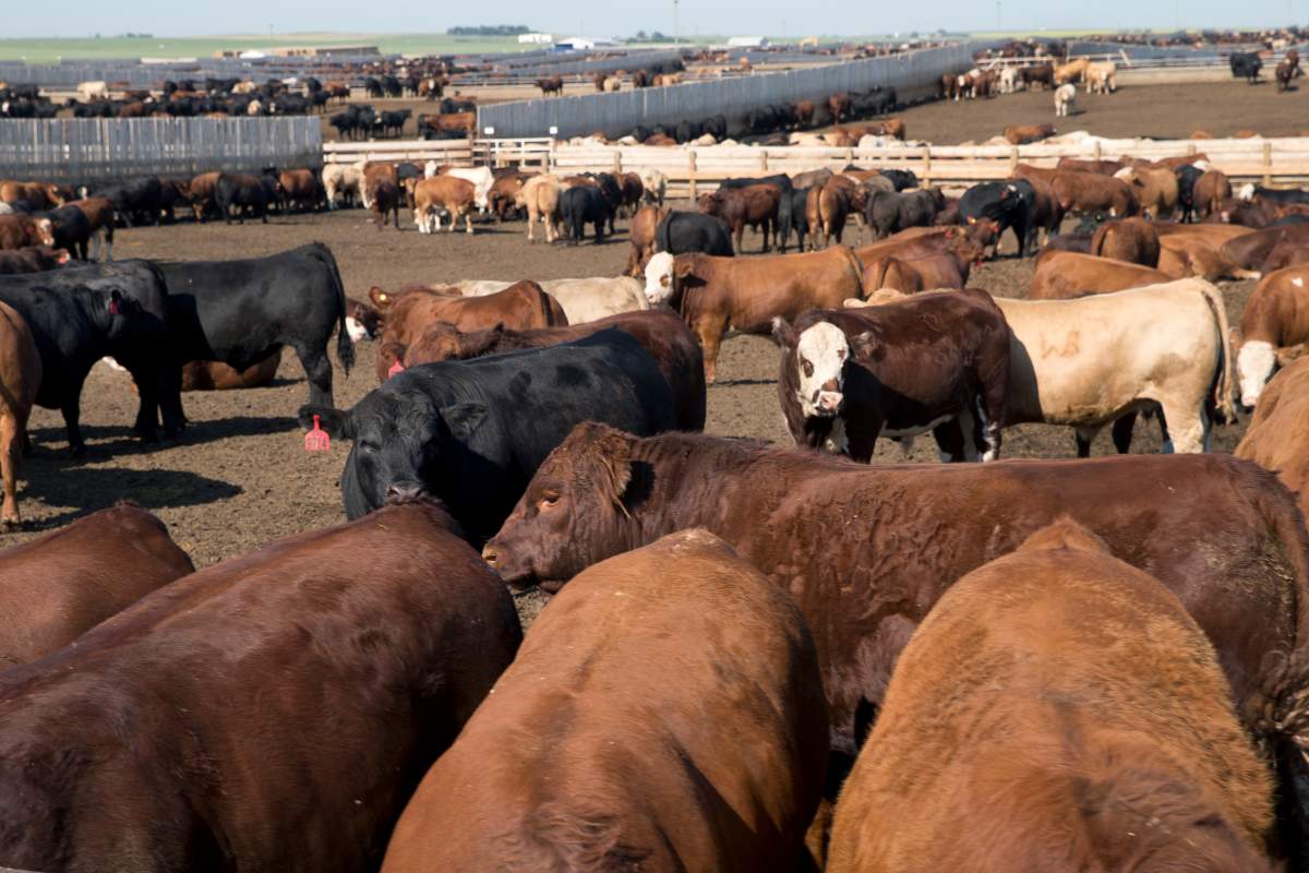 The Canadian Cattlemen's Association says from now on it will be known as the Canadian Cattle Association.