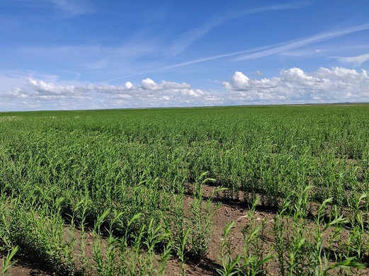 Flax Field