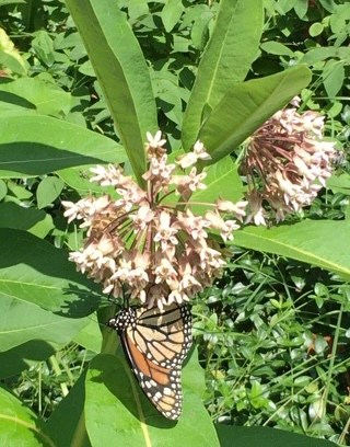 A monarch butterfly rests on one of Susan McKee’s flowers in her 20-year-old pollinator garden in Spring 2022, before the plants were taken down by city workers in July.