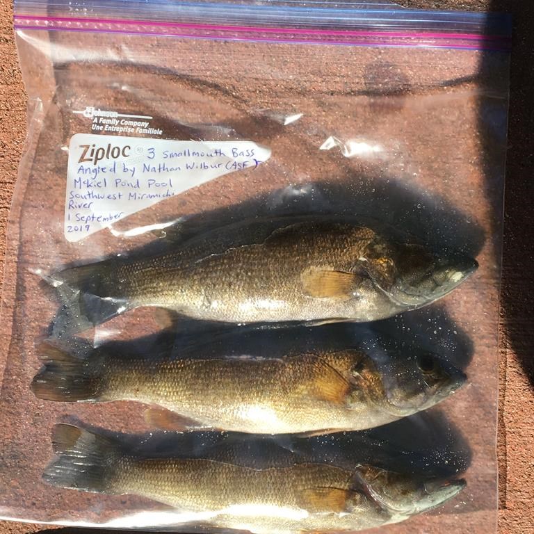 Smallmouth bass