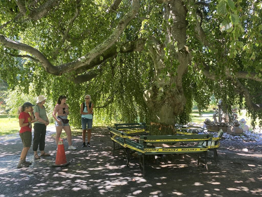 People check out a damaged tree at the Halifax Public Gardens on Wednesday, July 27, 2022.