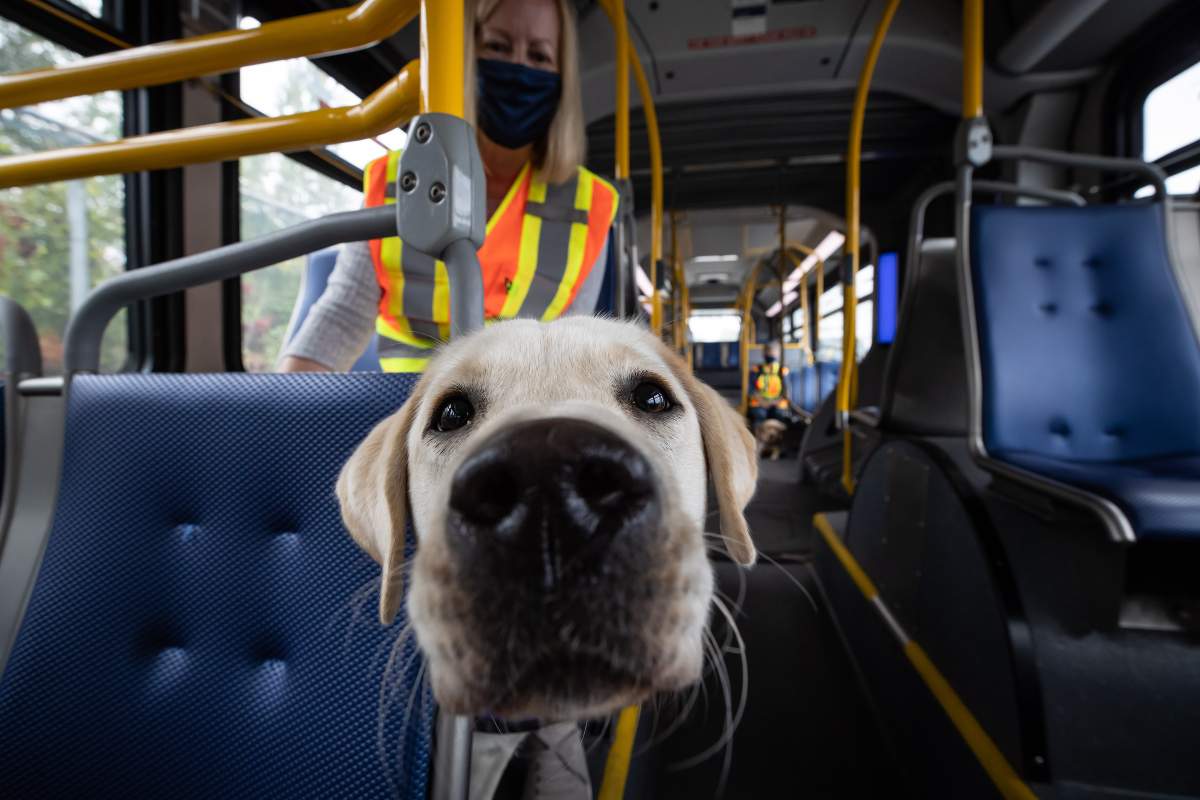 Under the new policy, small pets are defined as a domesticated mammal or bird, such as cats, dogs and rabbits, that can be transported inside a fully-enclosed pet carrier.