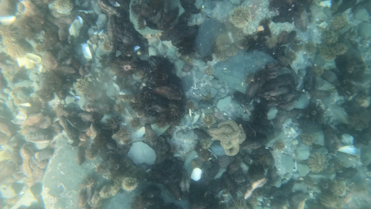 underwater camera