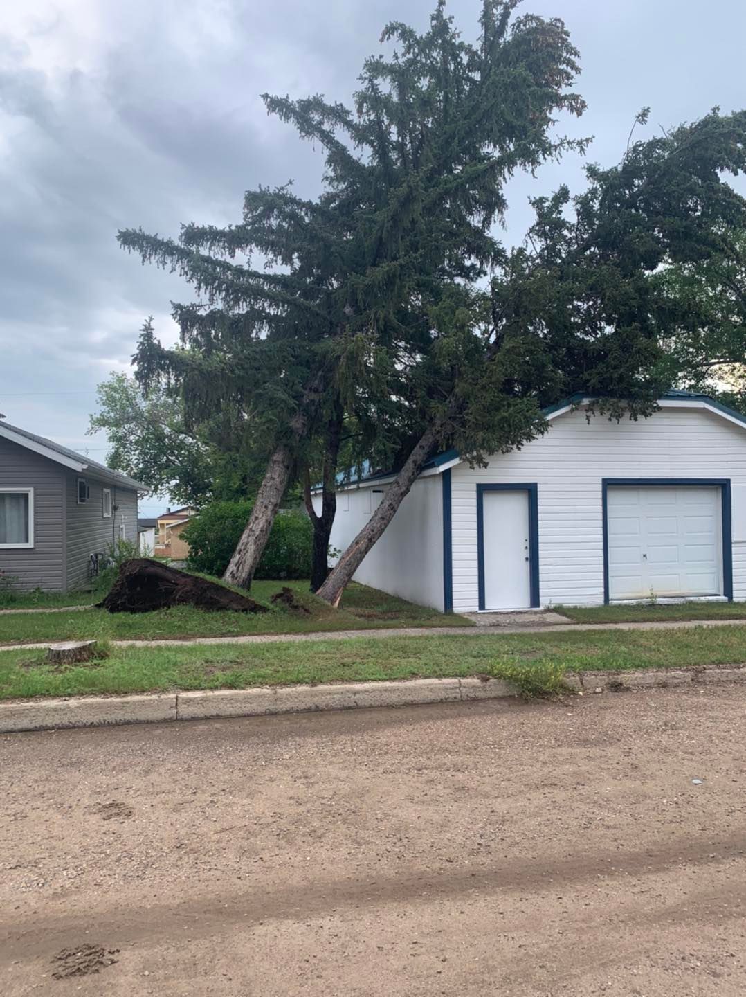 One of the many trees that fell down during Mondays storm in Kerrobert, Sask.