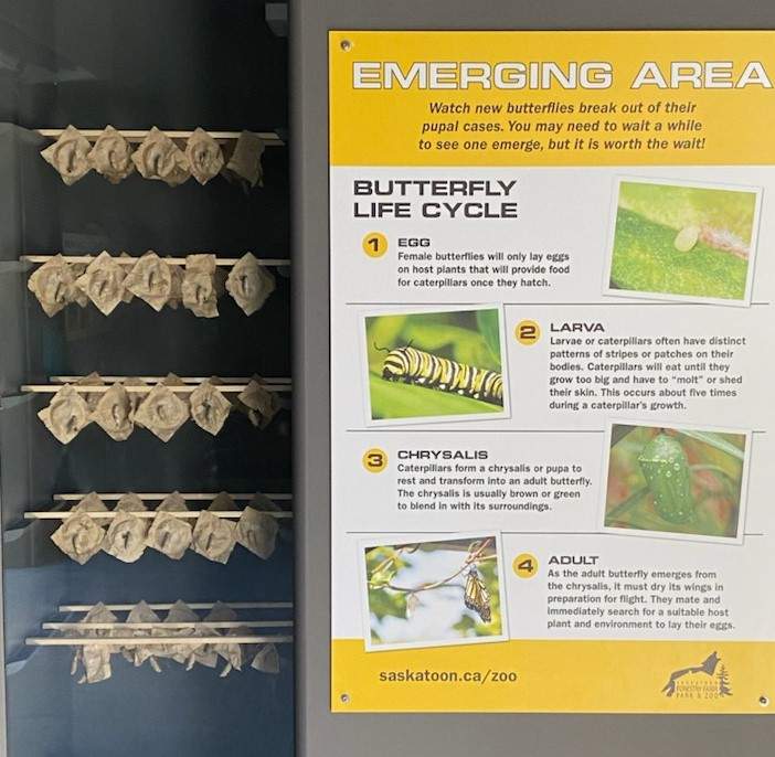 Caterpillars form their chrysalides before transforming into butterflies. / Supplied by the City of Saskatoon.