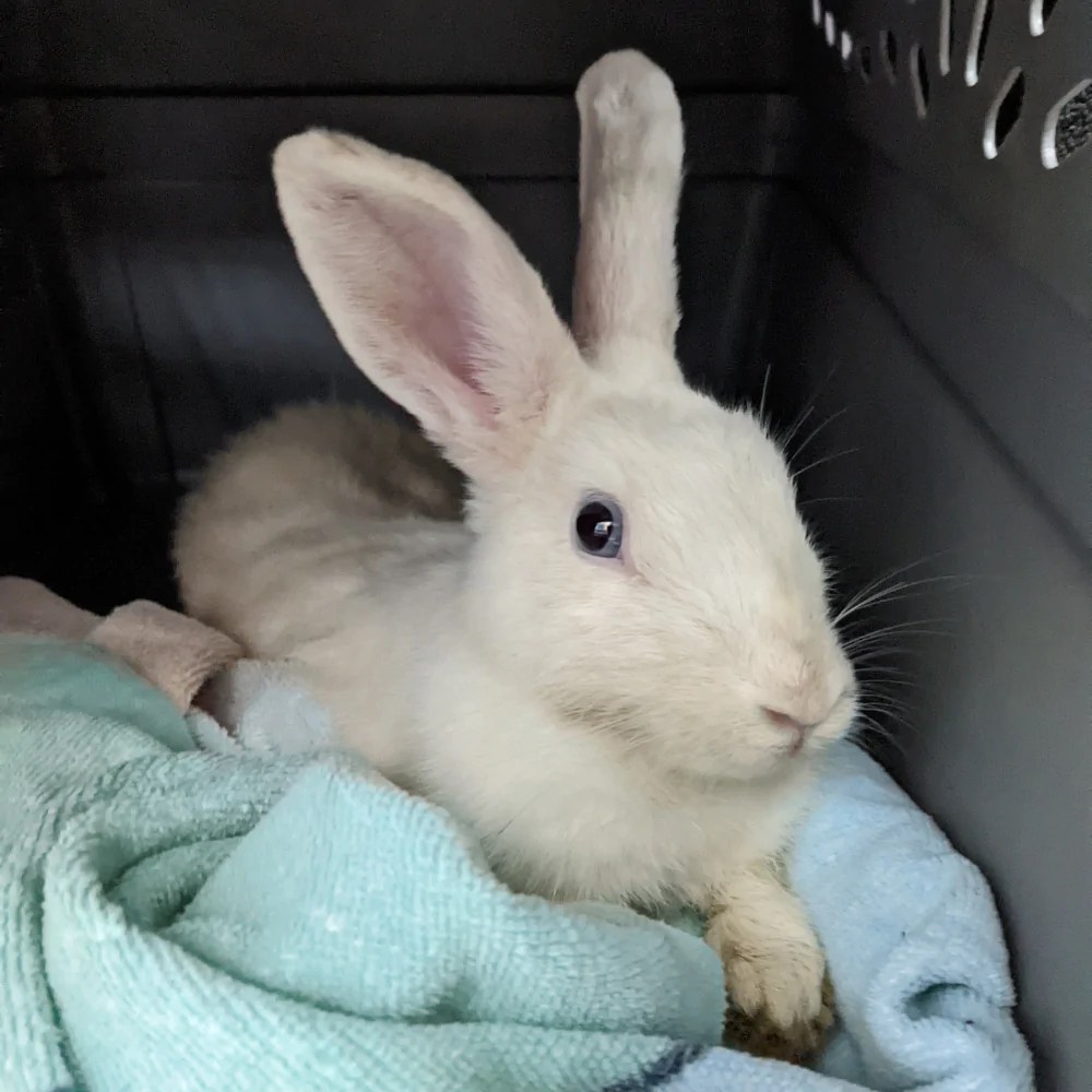 BC SPCA rabbits
