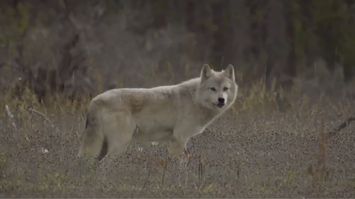 Niagara Regional Police confirm a white wolf, part of a regional rescue program, escaped a compound in Port Colborne on Aug. 2, 2022.