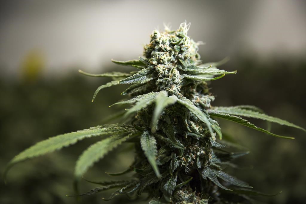A resident in Saskatoon is highlighting the issues she has seen around police testing for cannabis during roadside checks. THE CANADIAN PRESS/Tara Walton.
