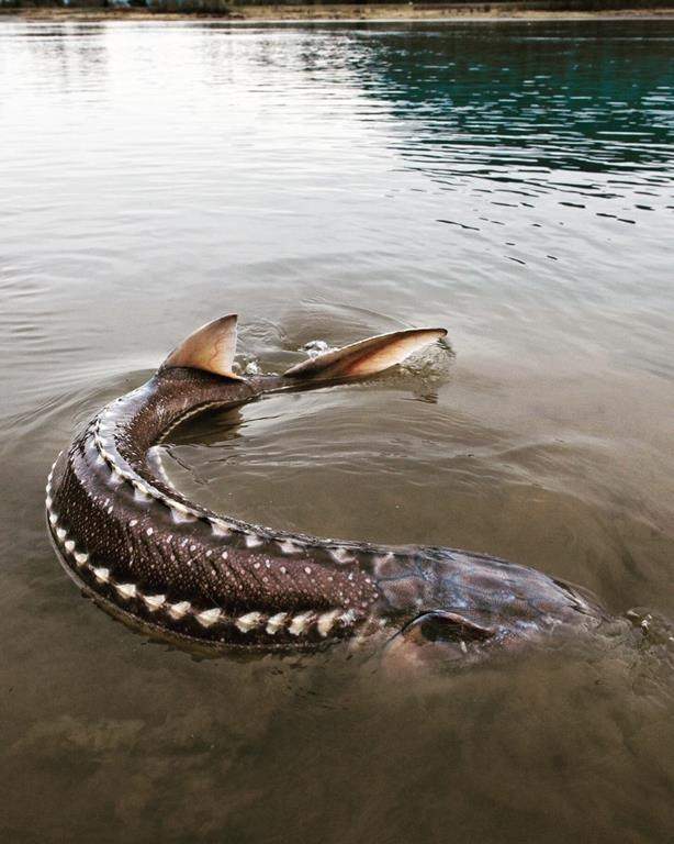 British Columbia government scientists are asking for the public’s help to solve a mystery after 11 of the iconic and endangered fish were recently found dead in the river in central B.C.