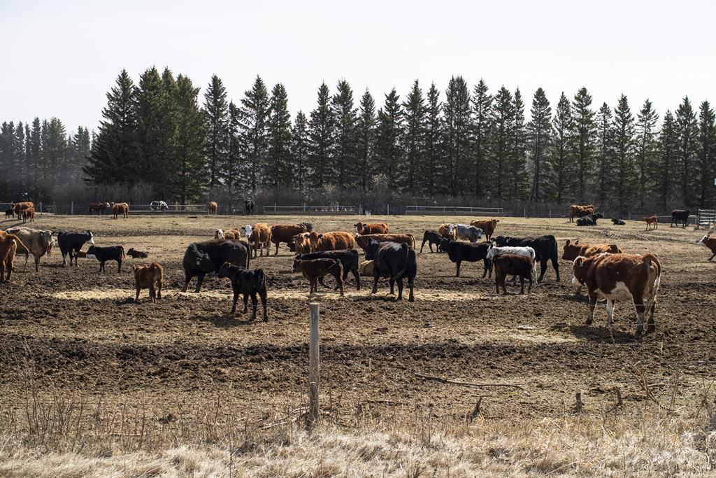 Cattle roam in a field near Pigeon Lake, Alta., on May 1, 2022.