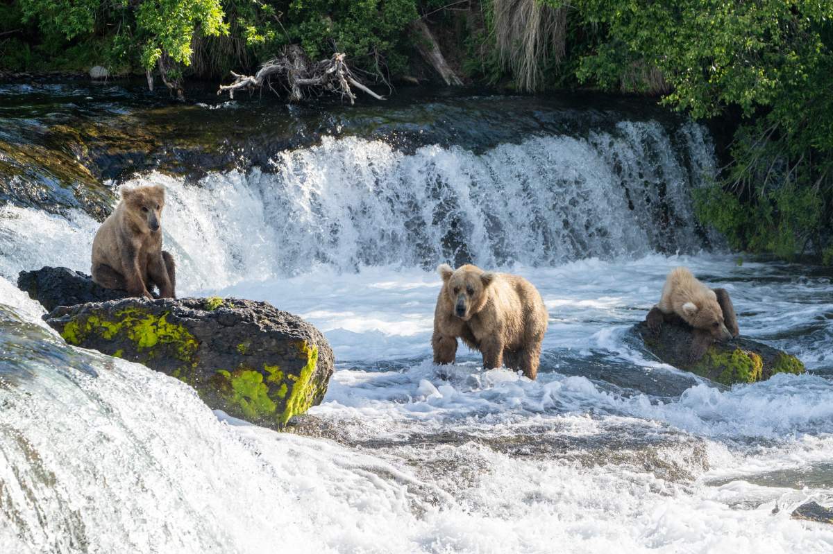 128 Grazer (skinny) with her cubs.