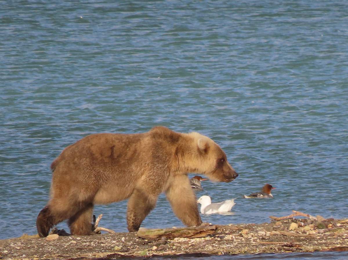 Bear 335