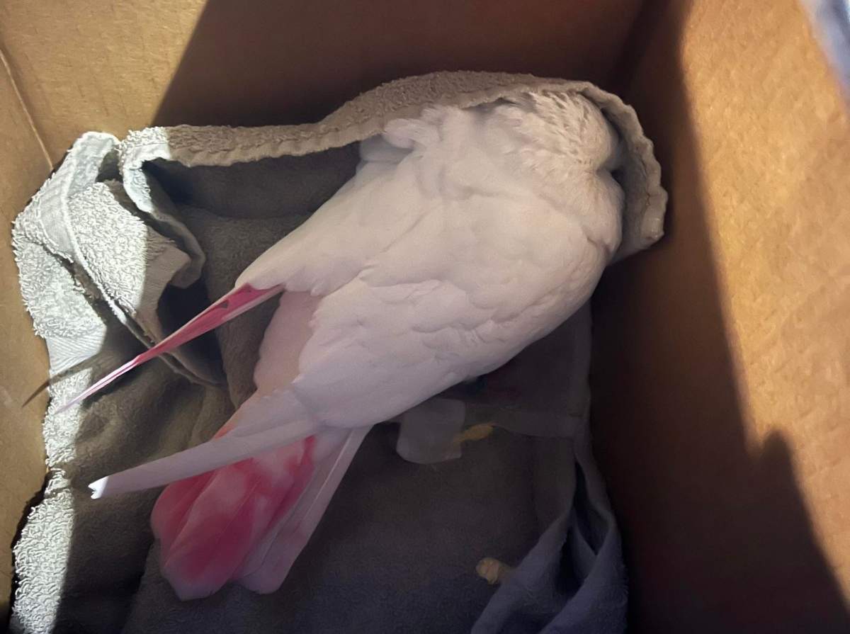 A stolen pigeon