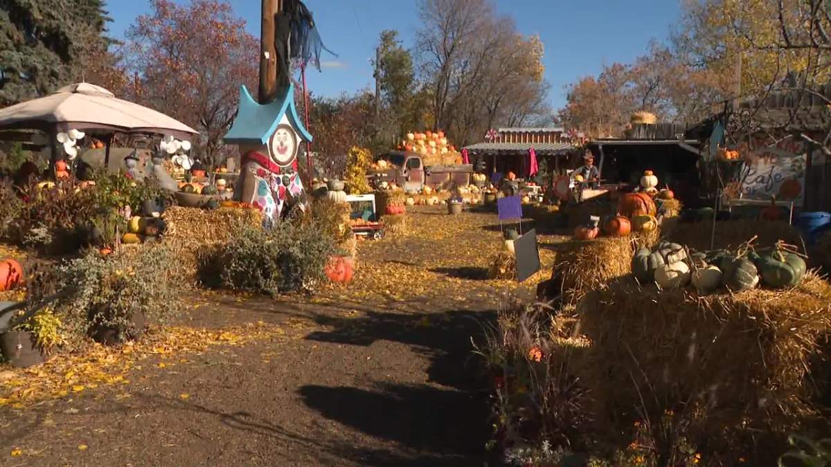Pumpkins at Prairie Gardens & Adventure Farm, just north of Edmonton in Sturgeon County, on Oct. 20, 2022.
