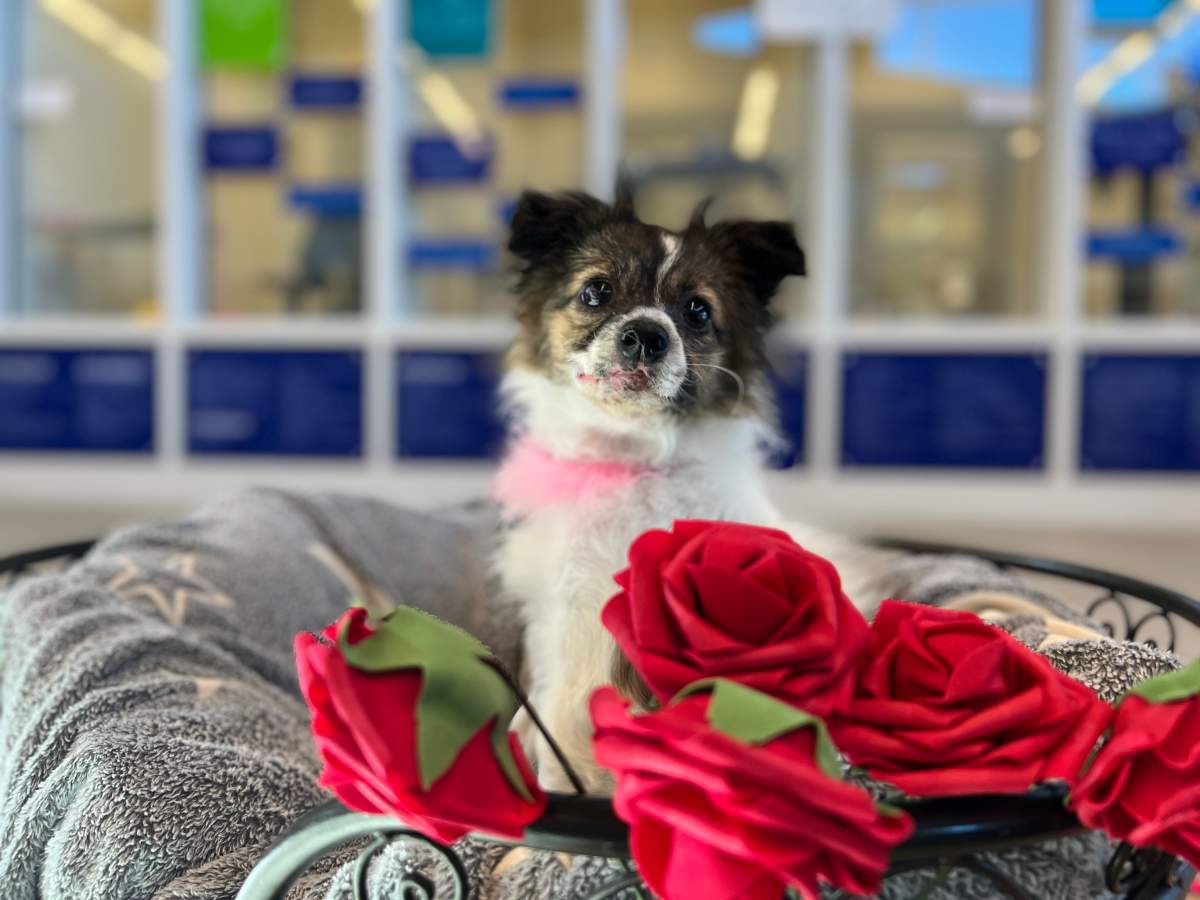 Two-year-old dog Olive is currently in the care of the Guelph Humane Society. Olive’s recovery story, featuring an extreme case of papillomavirus and the critical care paid for with donor dollars received by GHS, was shared with the crowd on Saturday night.