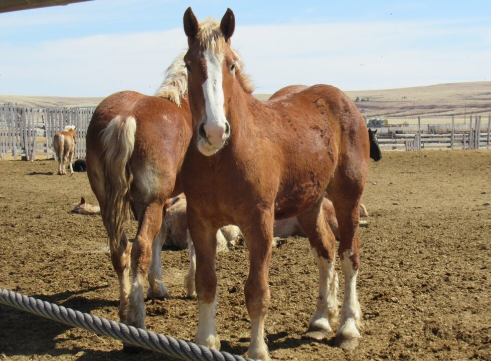 New petition to ban the shipping of horses overseas for slaughter.