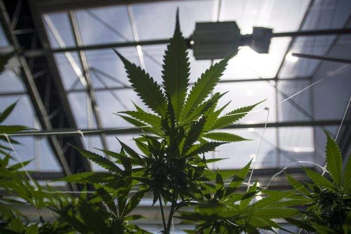 Cannabis plants are photographed during the grand opening event for the CannTrust Niagara Greenhouse Facility in Fenwick, Ont., on June 26, 2018. 